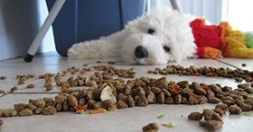 spilled dog food