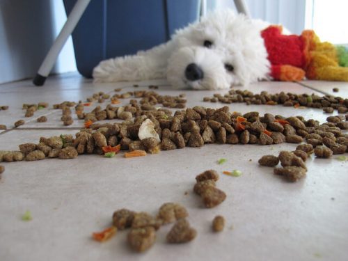 spilled dog food