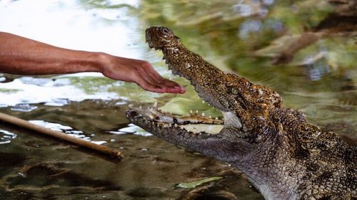 Man Feeding Crocodile